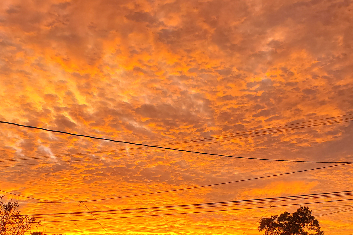 Silhouettes of trees against a background of bright orange clouds