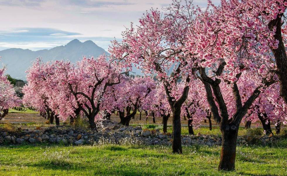 Xylella: Supervillain or Symptom