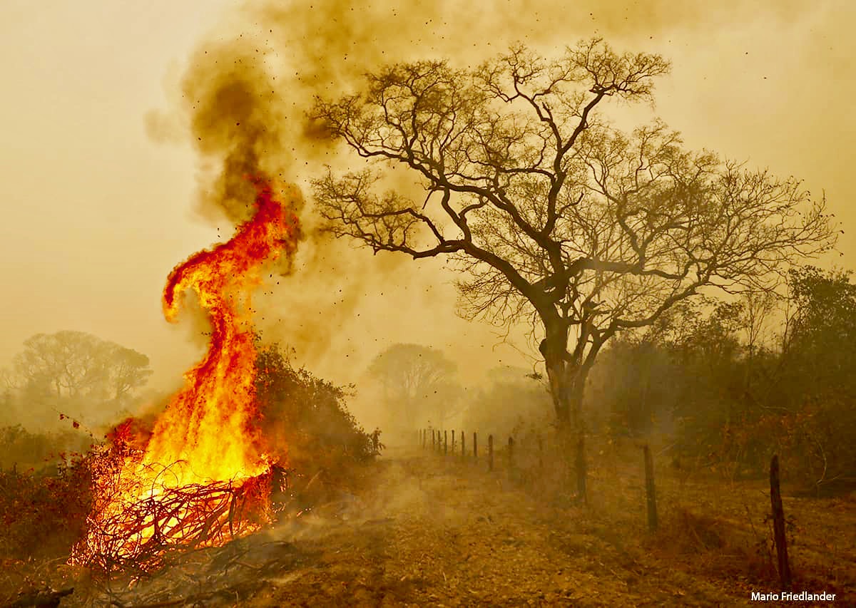 World On Fire essay, photo by Mario Friedlander